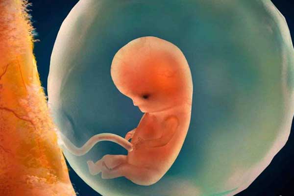 宫腔内自然环境有关可否胚胎着床孕期十分关键