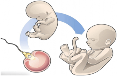 试管婴儿那些事：如何应对促排卵的身体副作用--全球试管婴儿预约 | 费用 