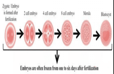 母女仅差1岁？冷冻25年后顺利出生，揭秘冷冻胚胎的神奇-医旅孕-全球试管婴儿预约 | 费用 